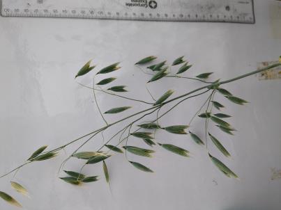 PANICLE